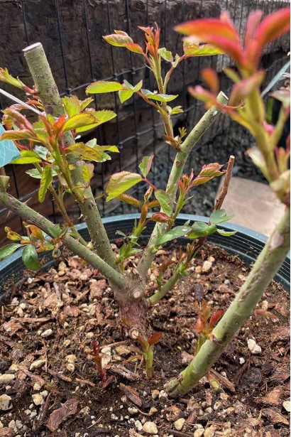 Саджанець троянди Каралуна в контейнері з обрізаними пагонами